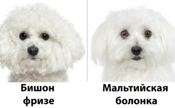 14 пар собак, які плутає кожен другий-але ви більше не будете